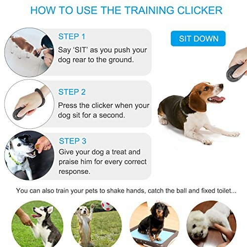 Clicker Training for Dogs