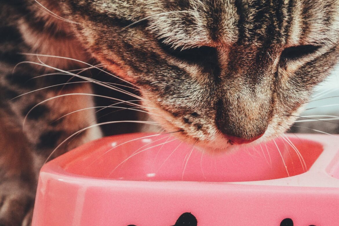 best cat food for indoor cats
