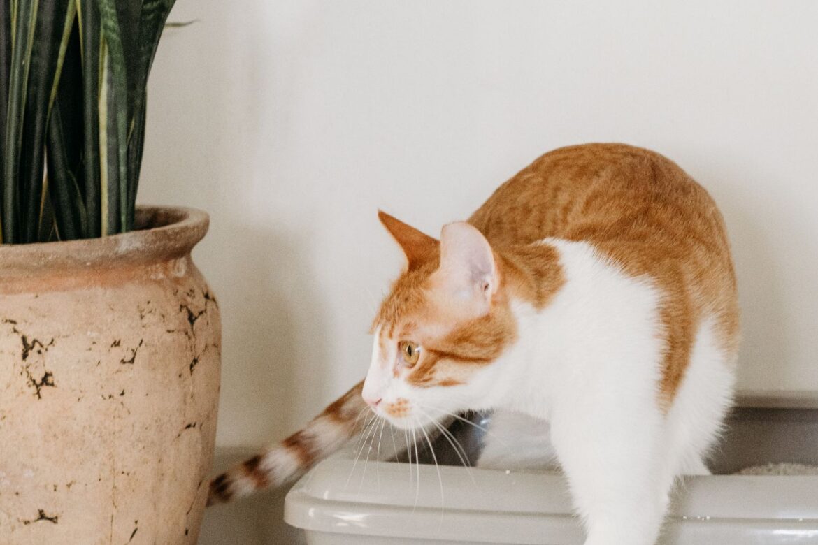 best cat litter for odor control