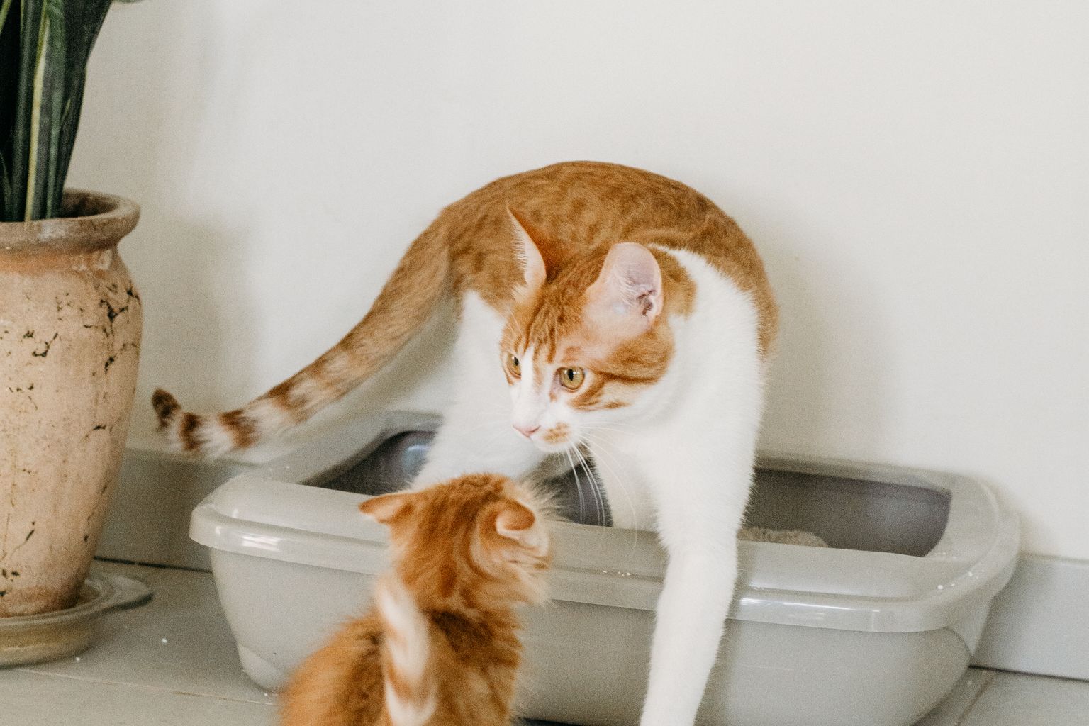 best cat litter for odor in a multi-cat home