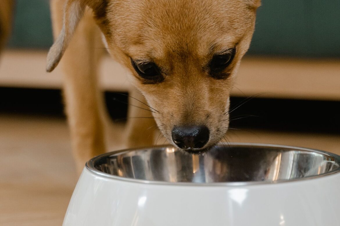 best dog food for small dogs
