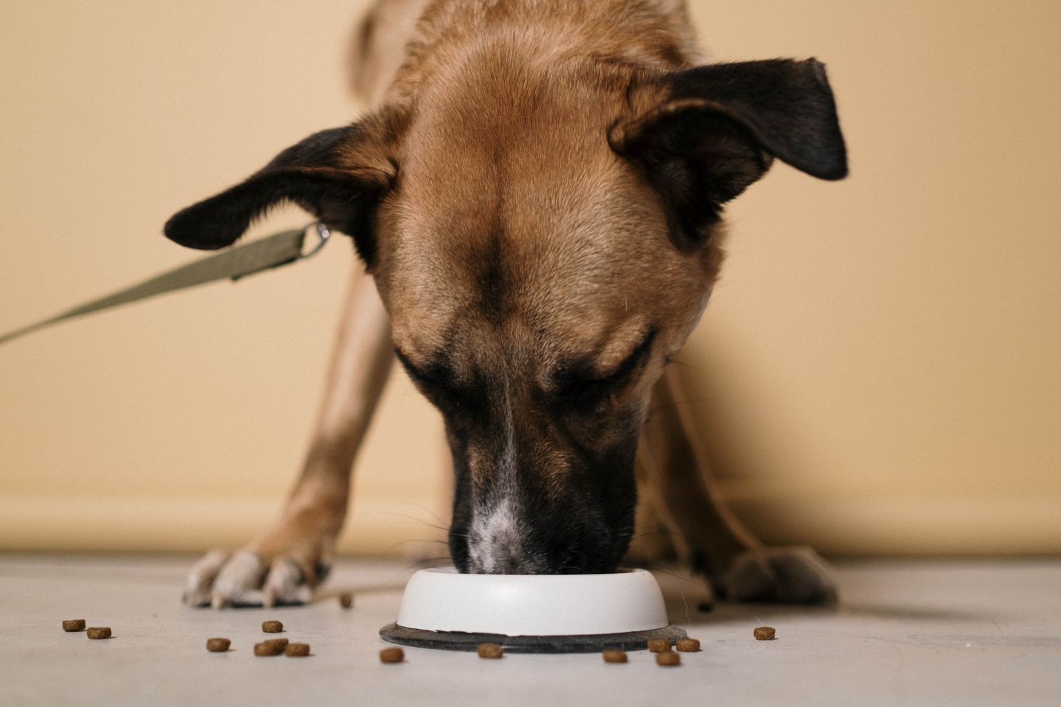 small dog eating small breed dry dog food kibble from a white bowl