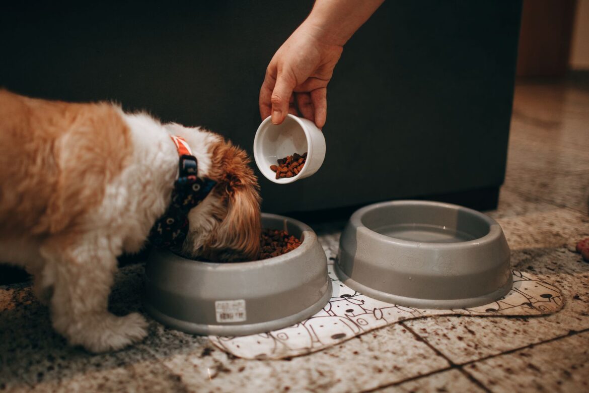 best puppy food for small breeds