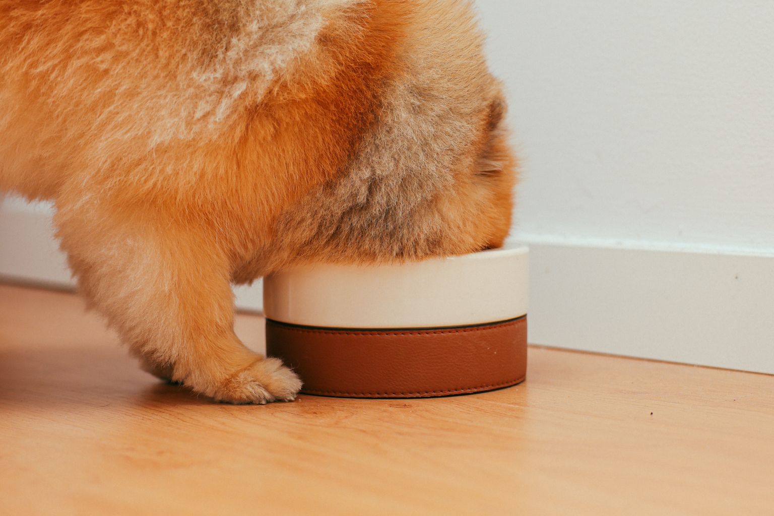 Pomeranian puppy eating the best puppy food for small breeds from a bowl
