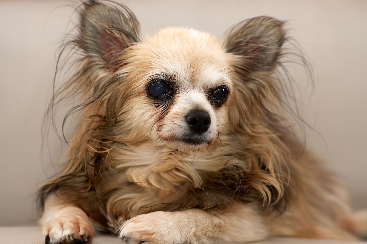 senior long-haired Chihuahua resting, best senior dog food for small dogs