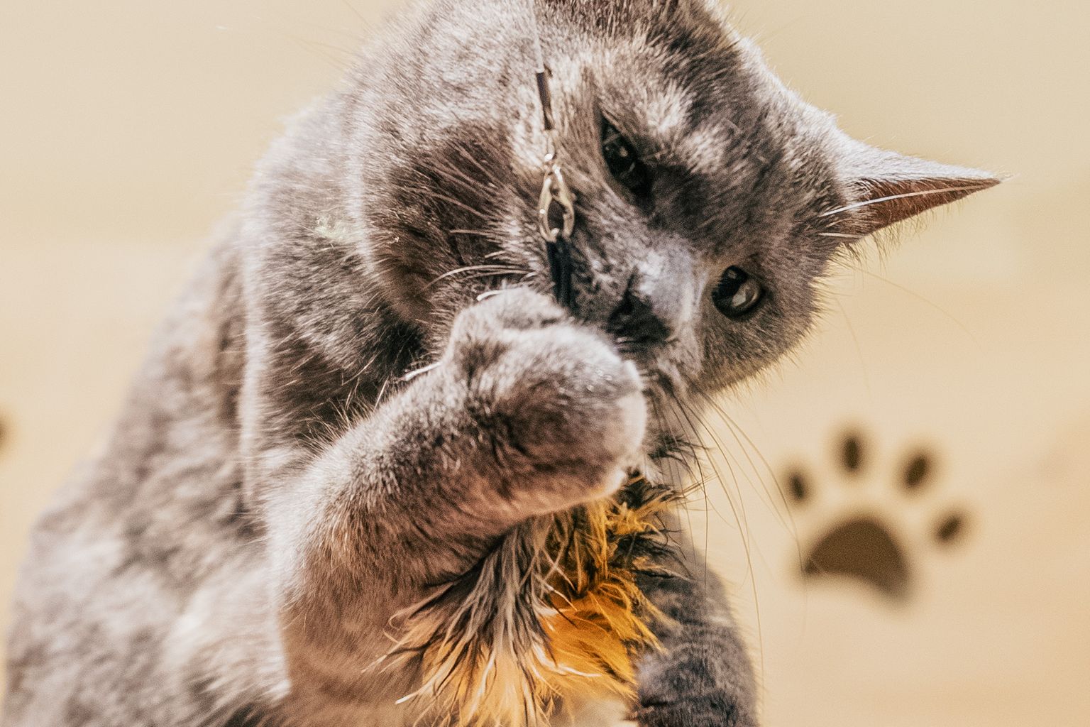 Bored cat playing with a feather toy to reduce excessive meowing