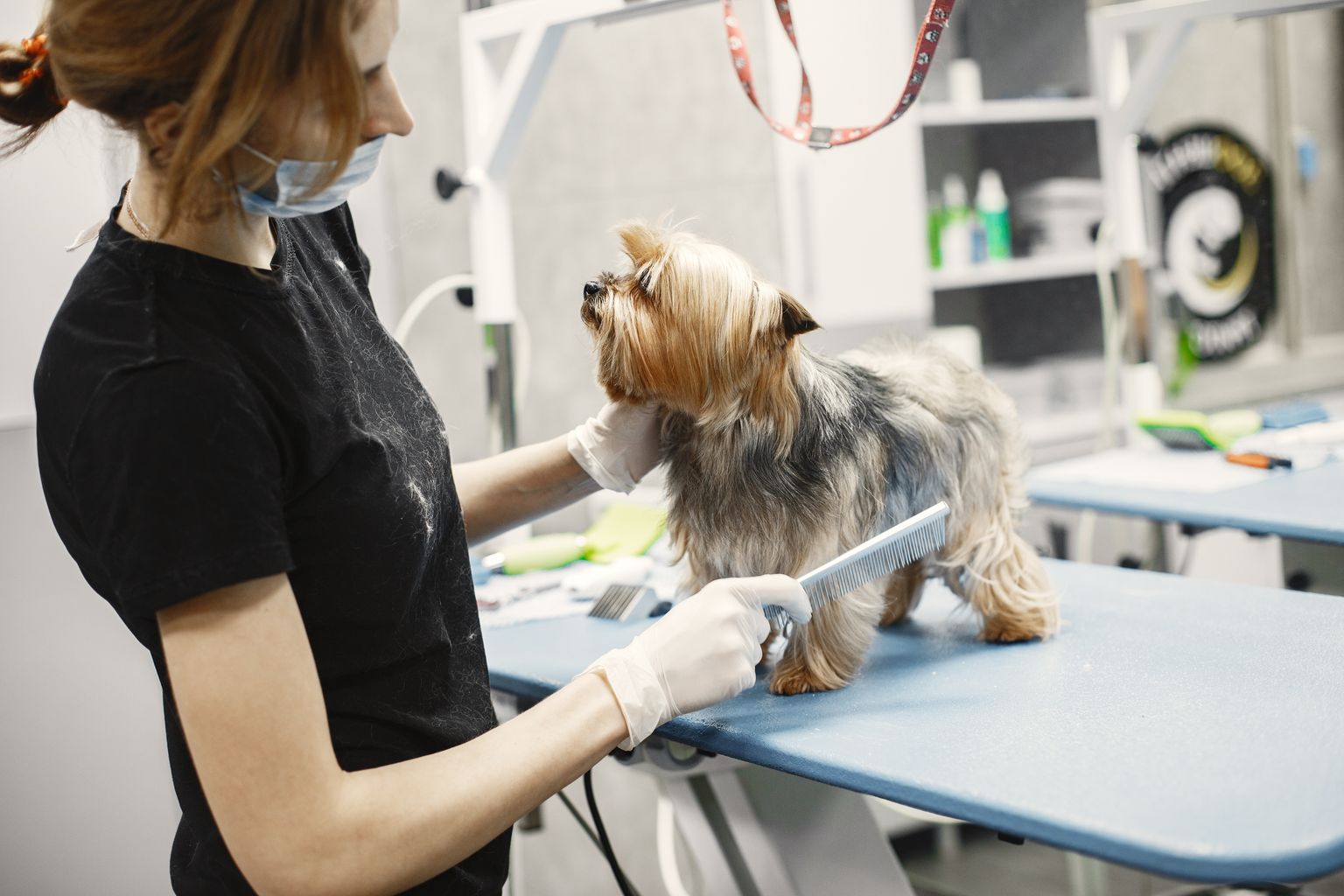 Groomer brushing a Yorkshire Terrier to reduce shedding