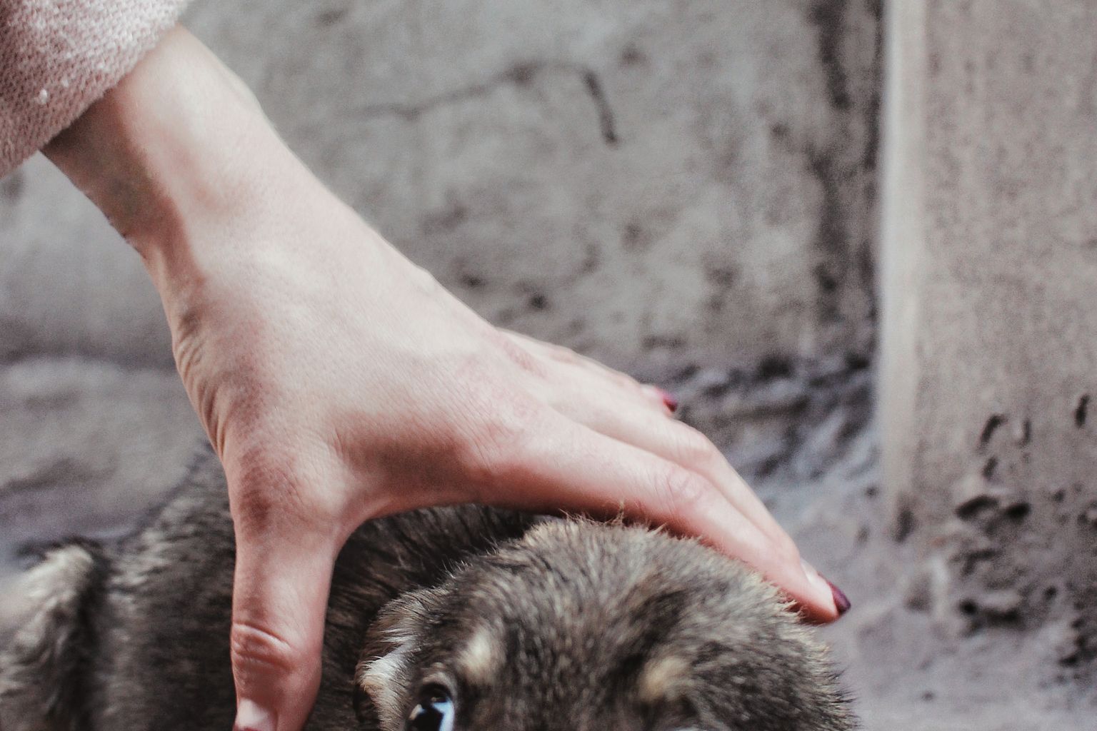 calming treats for dogs with anxiety
