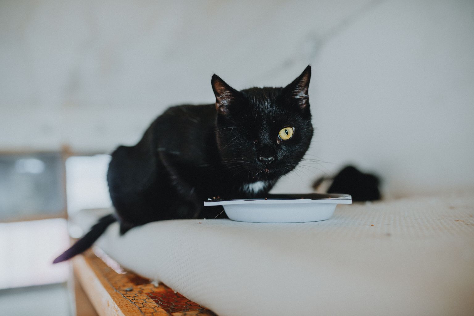 cat eating high-protein cat food