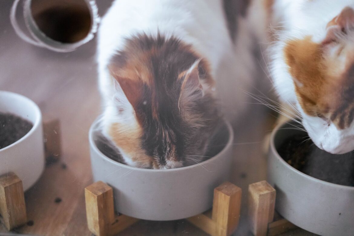 cat food ingredients