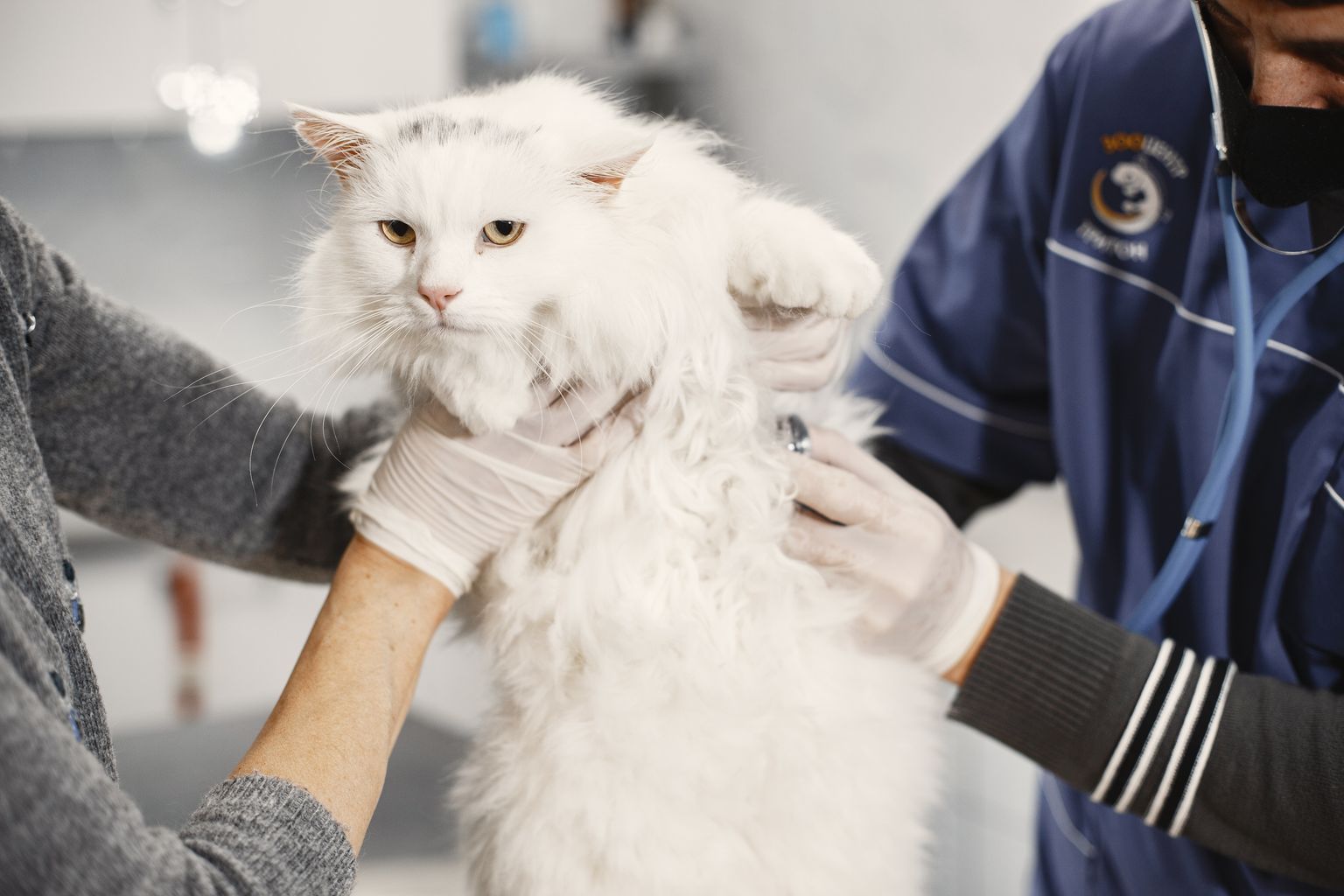 Vet examining a cat that is meowing more than usual
