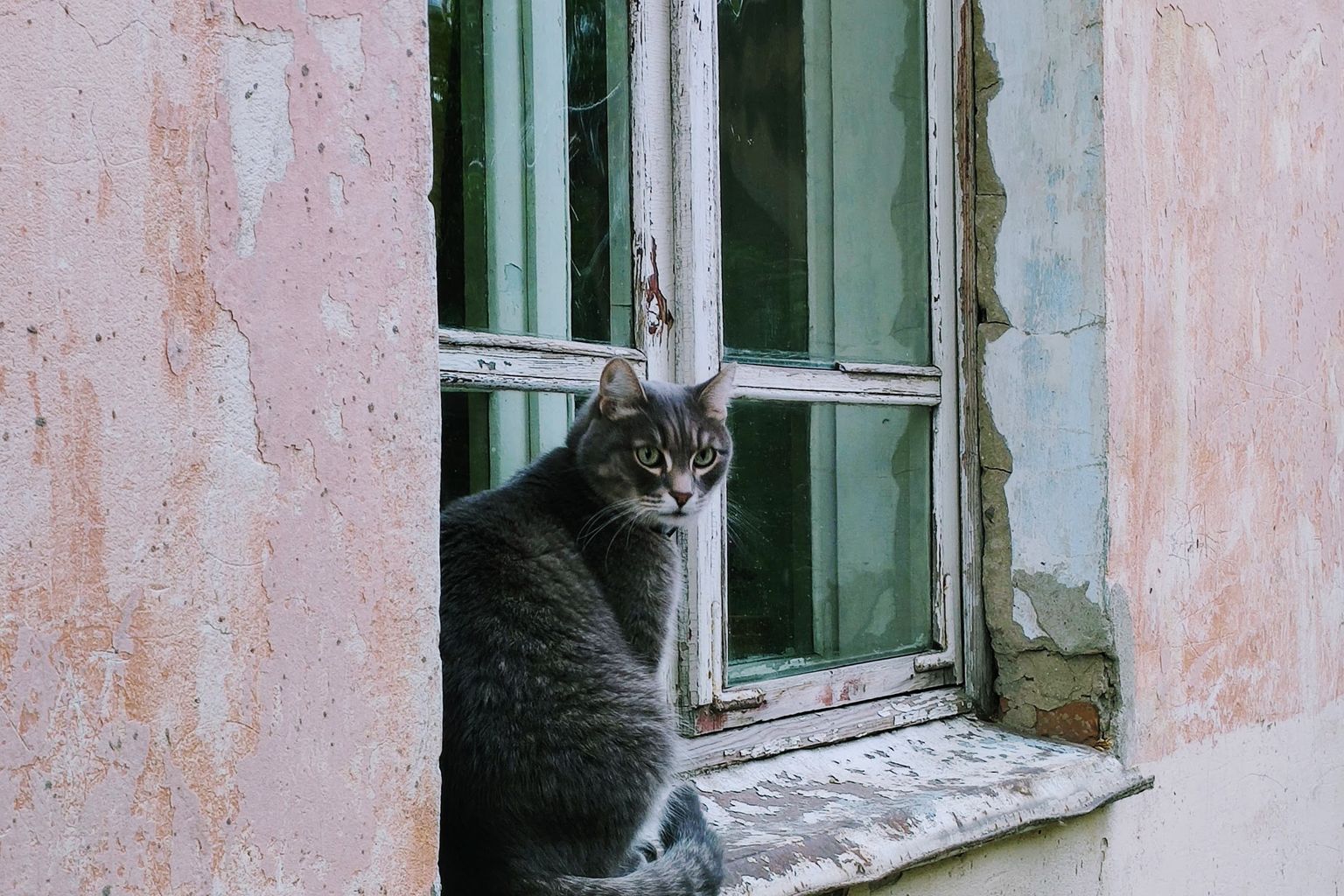 Cat sitting at a window and meowing to go outside