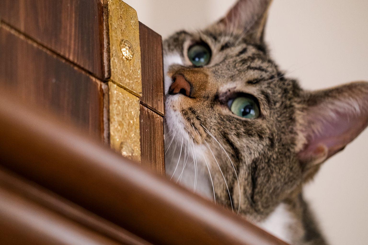 cat sniffing a box, showing why unscented odor control cat litter matters