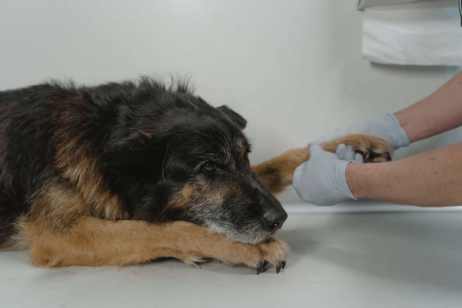 Checking between a dog's toes for ticks