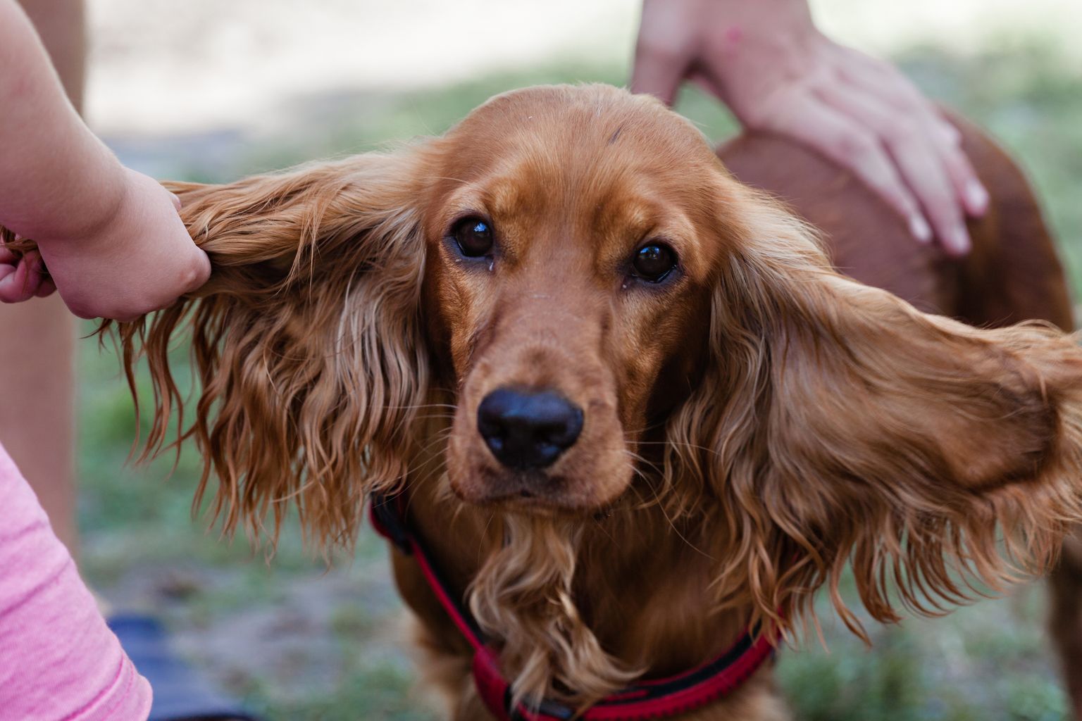 cocker spaniel with long floppy ears that need regular ear cleaning