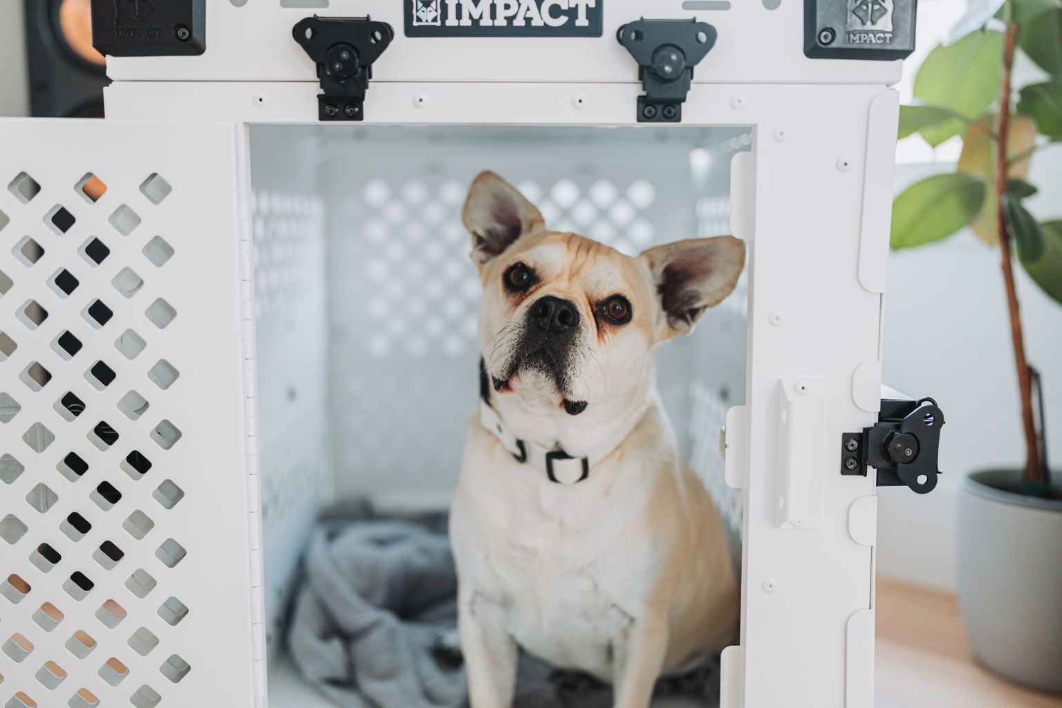 Crate training a dog at home: French Bulldog relaxing inside an open crate