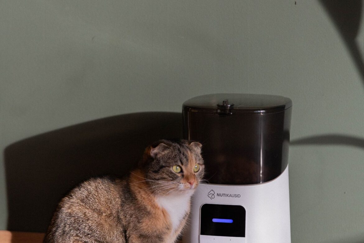 disadvantages of automatic cat feeder