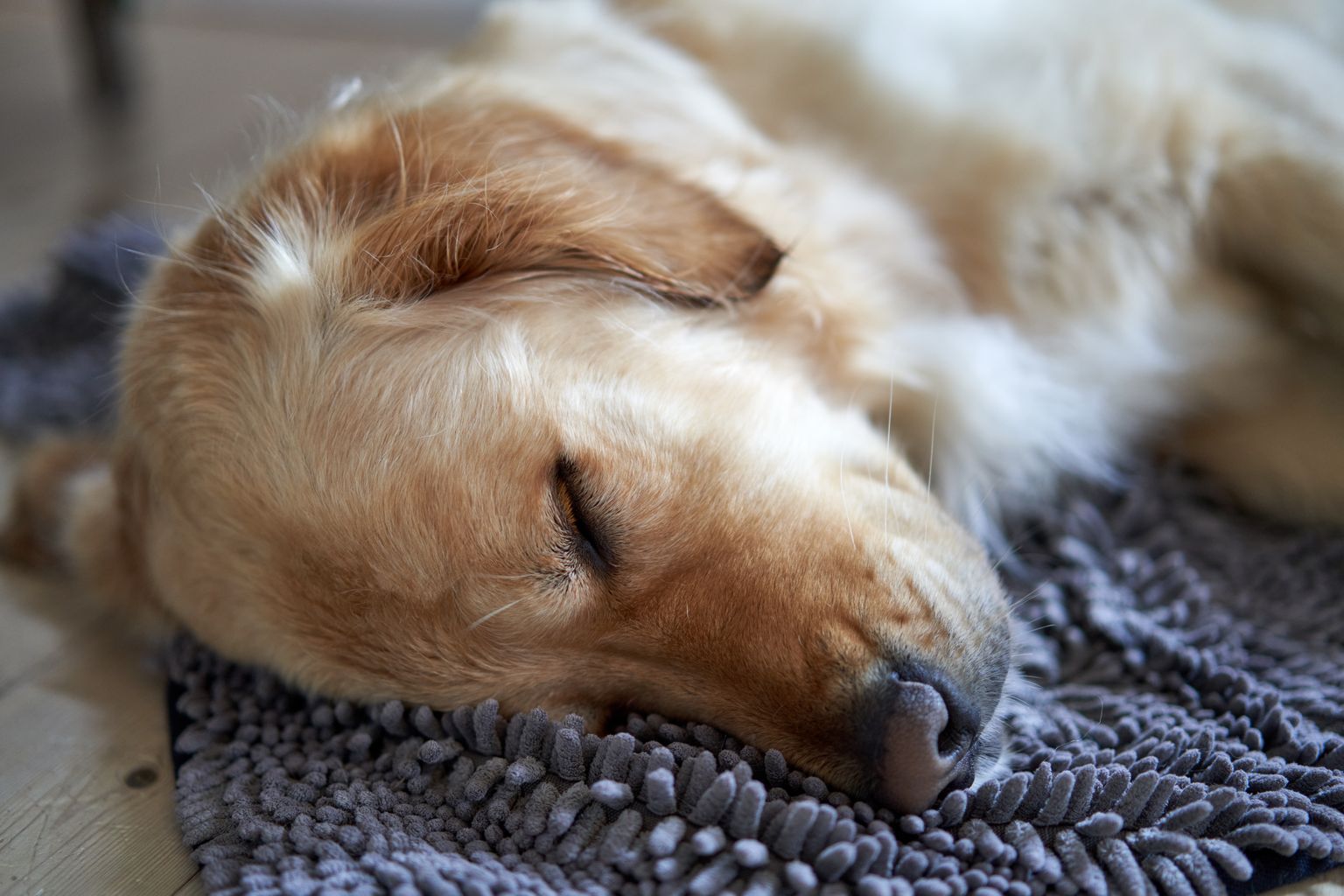 do calming treats work for dogs