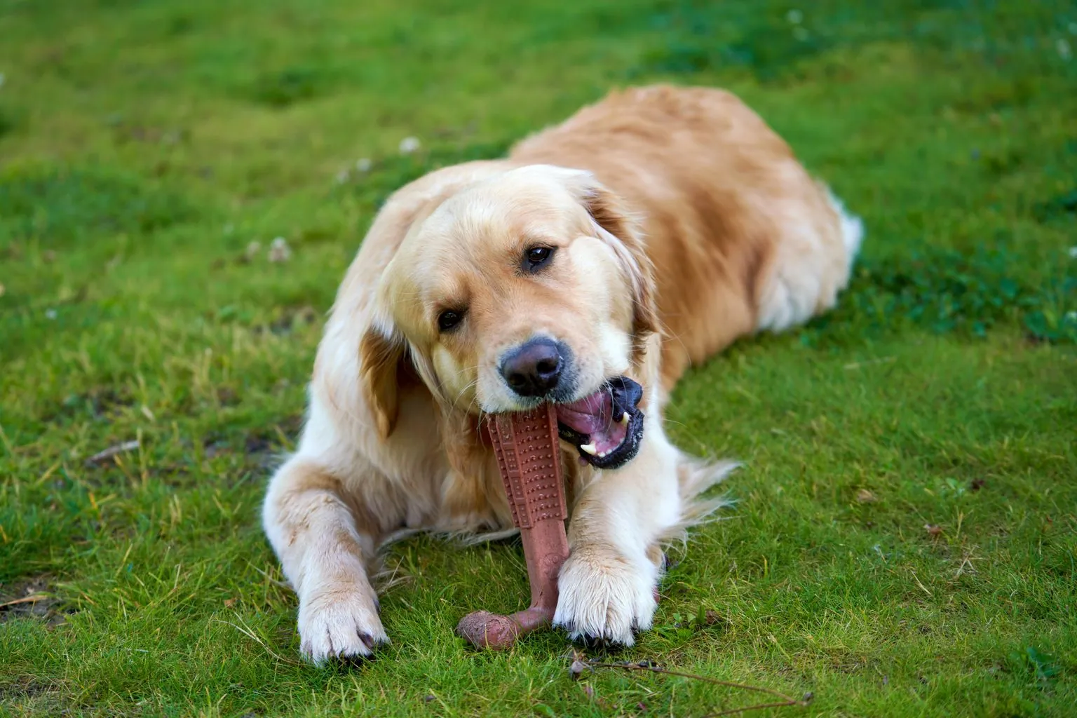 dog chewing a toy to redirect licking