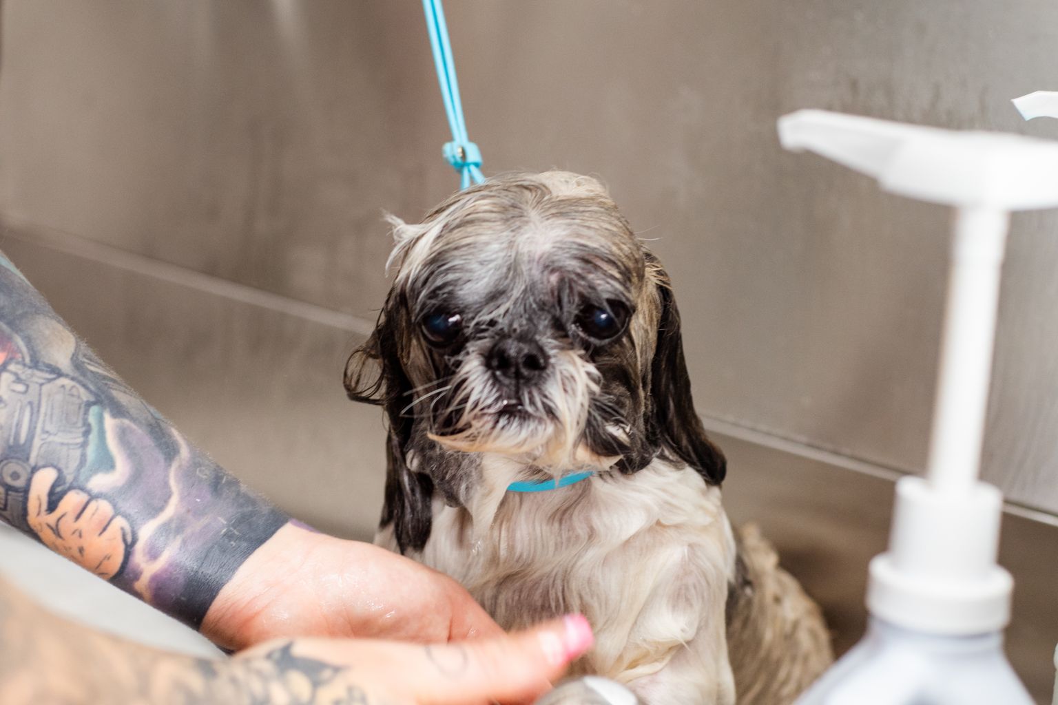 giving a dog a flea bath