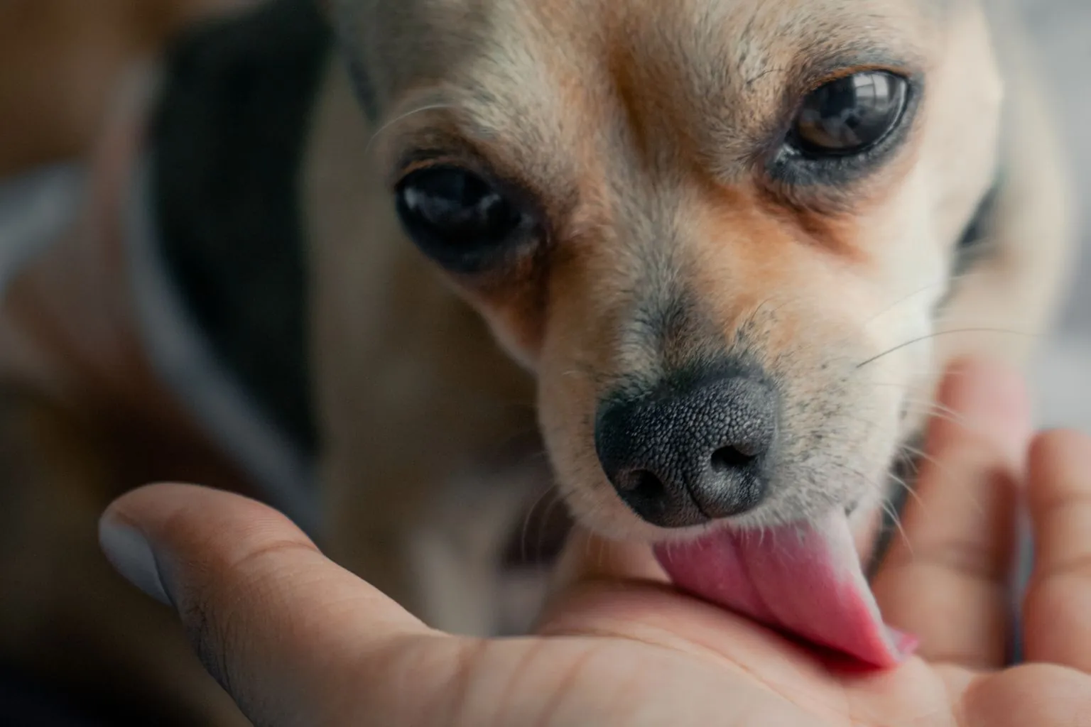 dog licking owner's hand to show affection