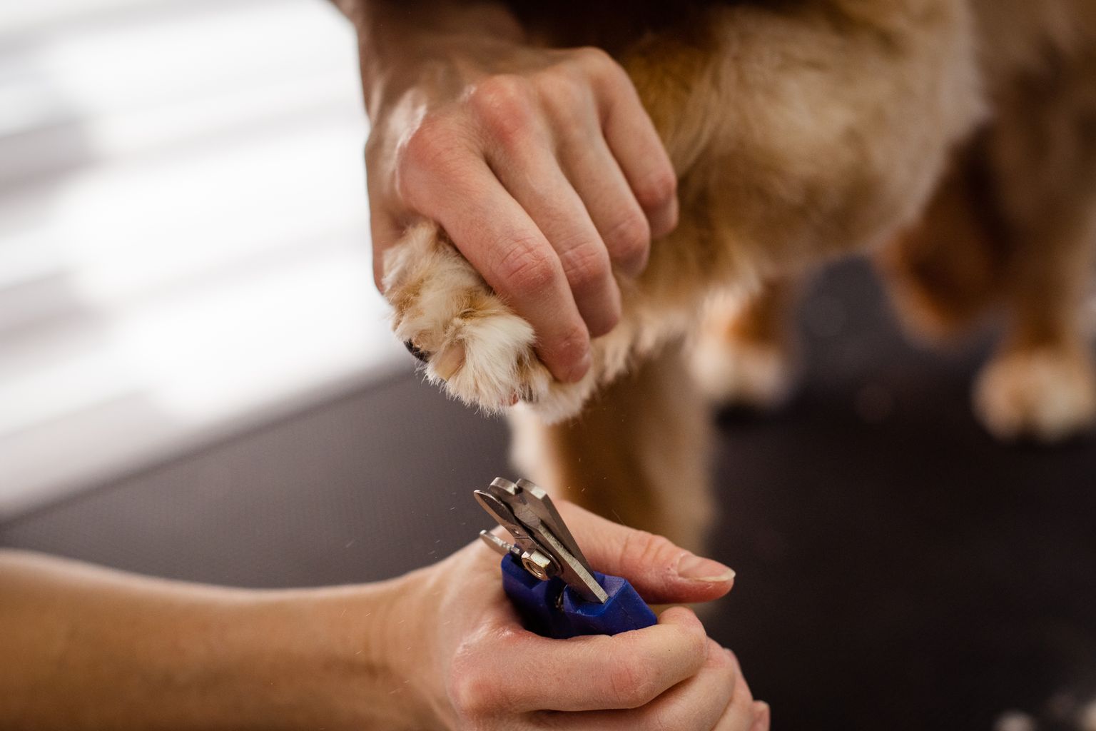 Dog nail clipping with scissor-style clippers held at an angle