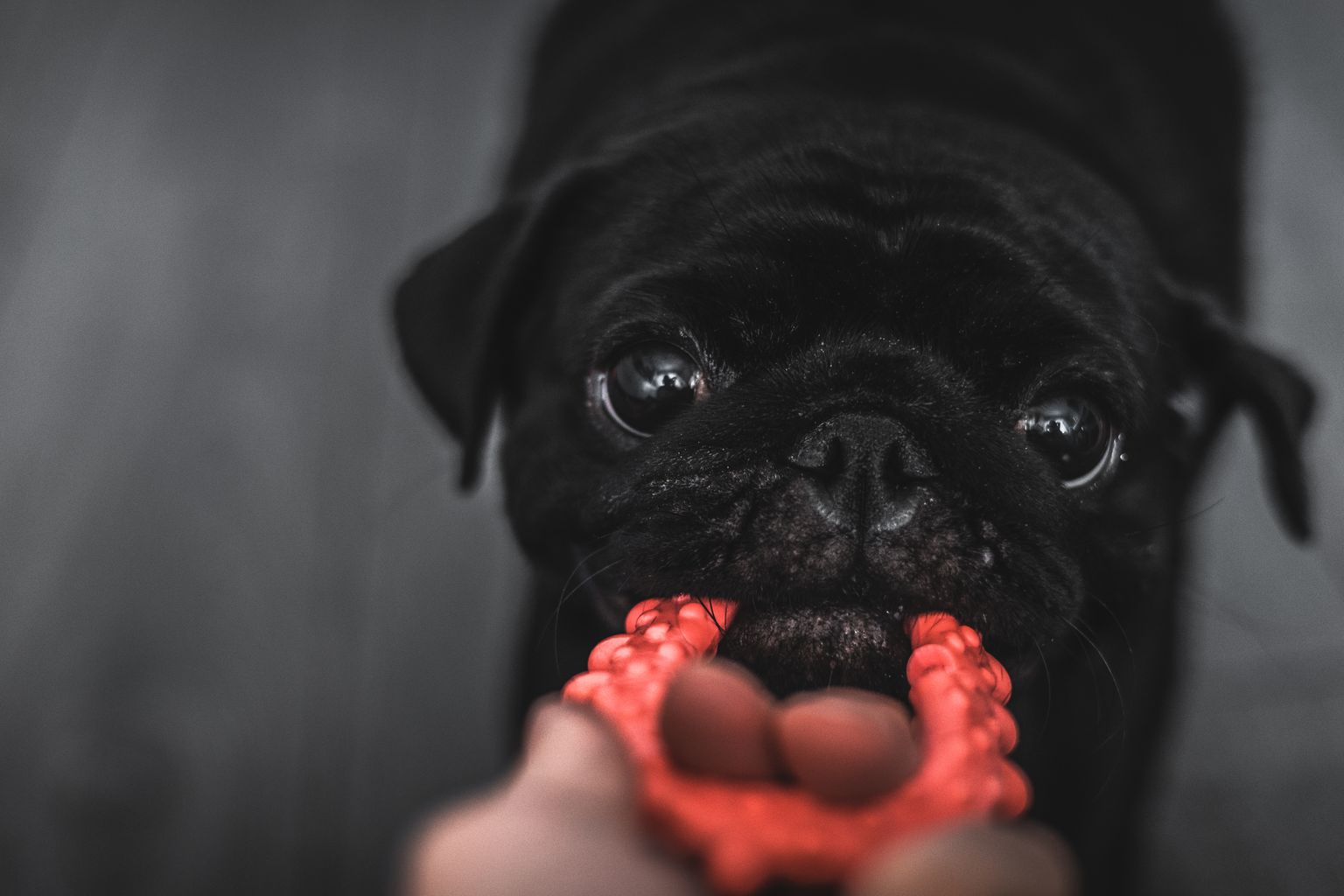 durable chew toys for aggressive chewers