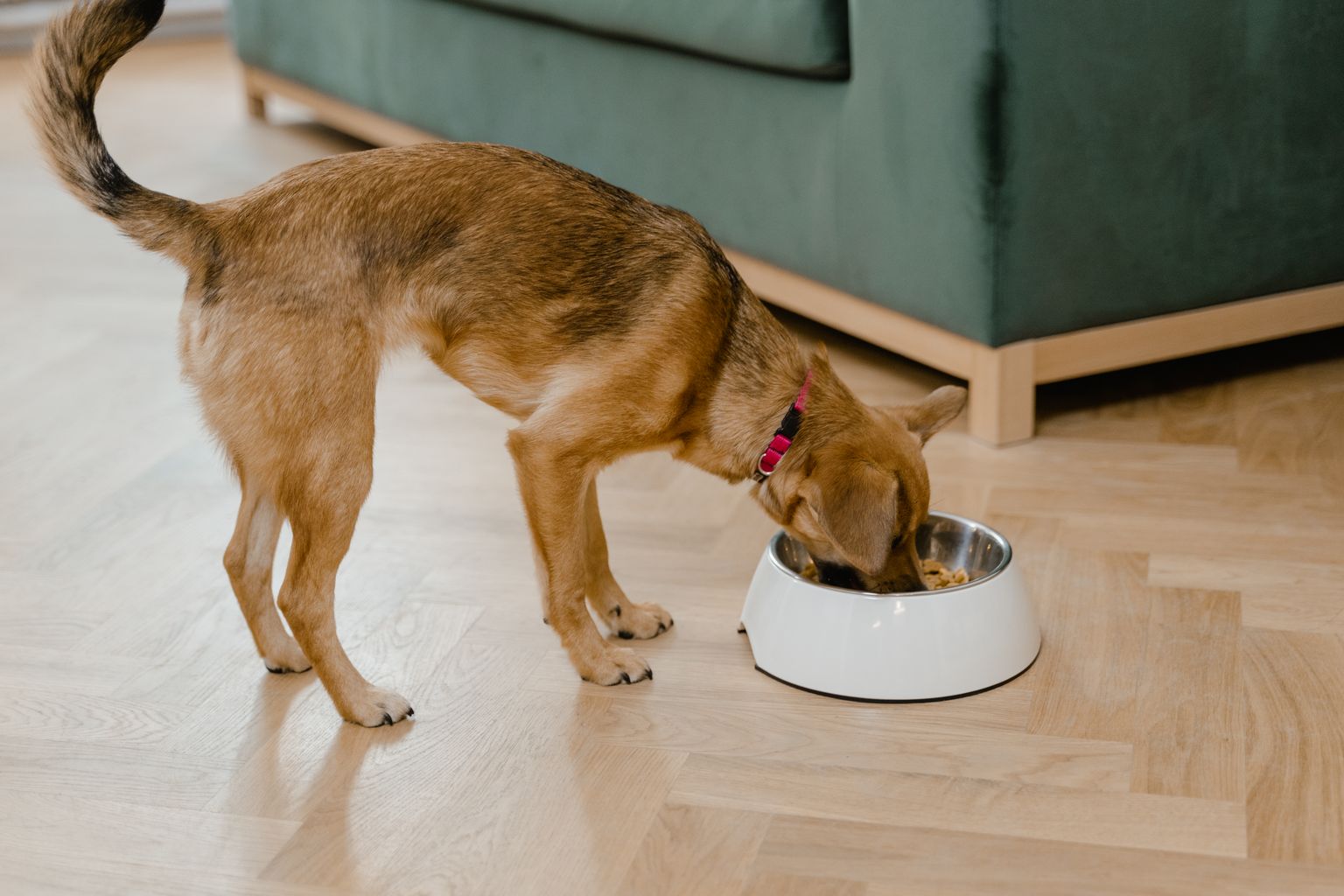small breed puppy eating measured portion from a bowl
