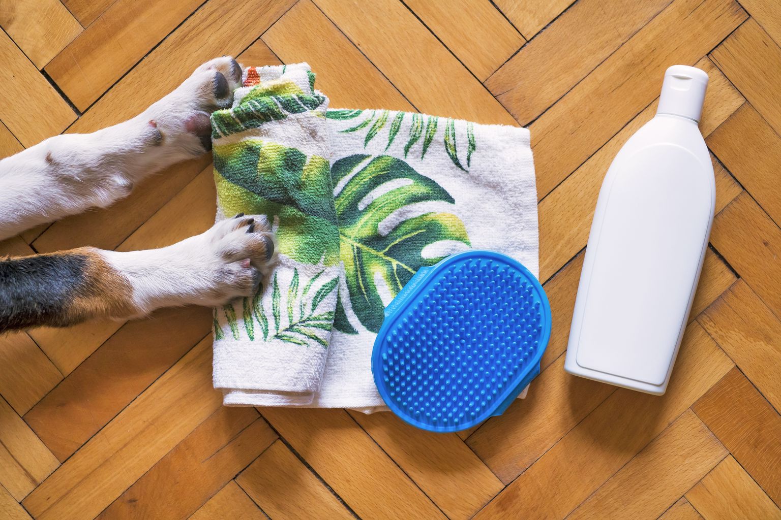 Dog brush, shampoo and towel for grooming between baths