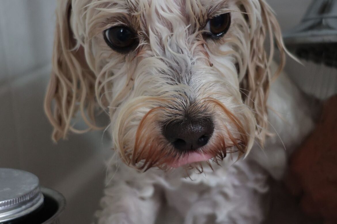 how often should you bathe your dog