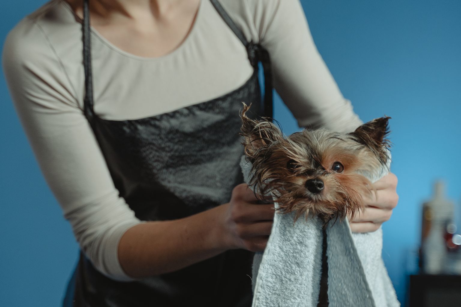 Yorkshire Terrier being towel dried after a bath