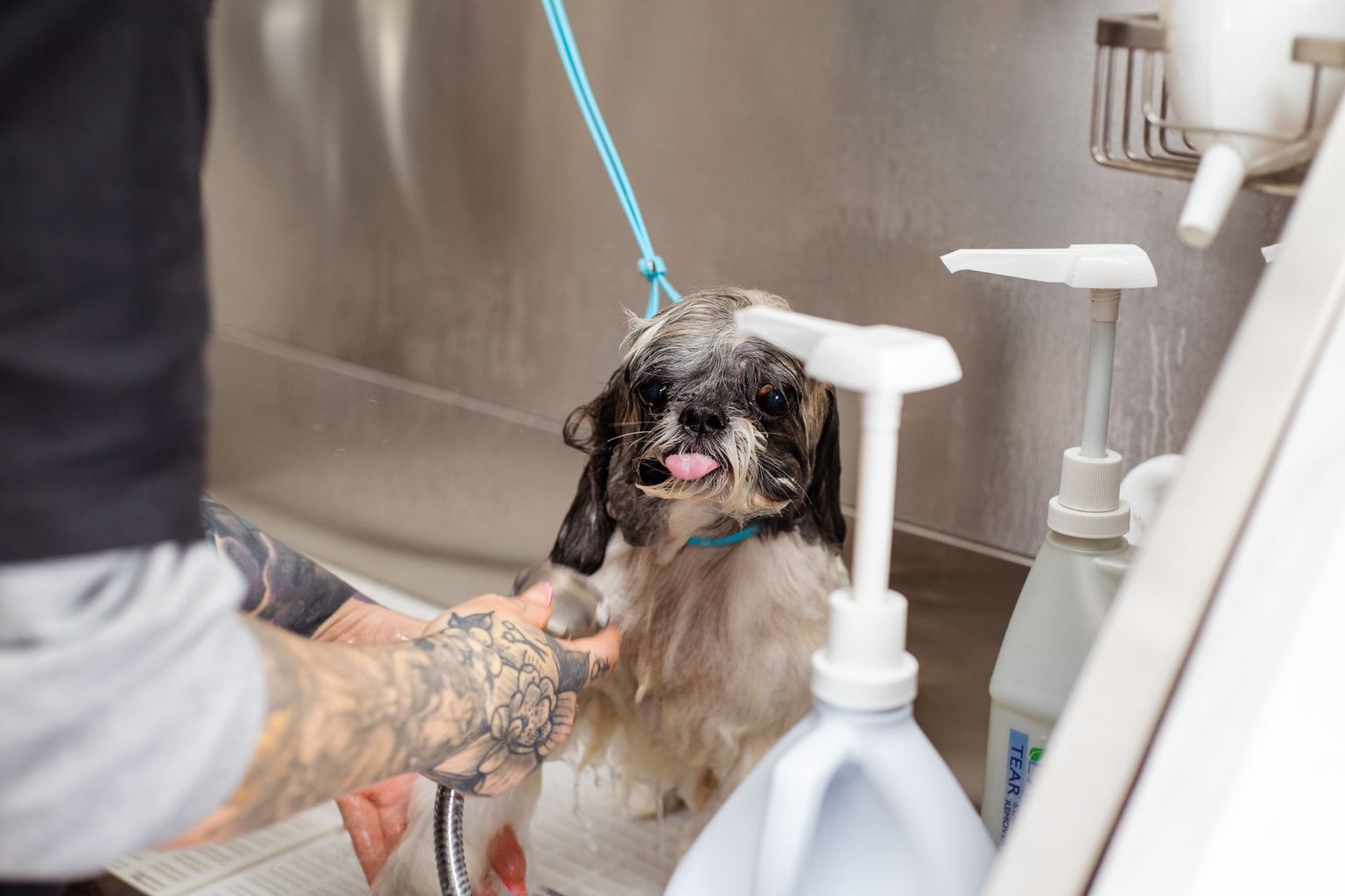 Shih Tzu with a long coat getting a bath, showing how often to bathe a dog by coat type