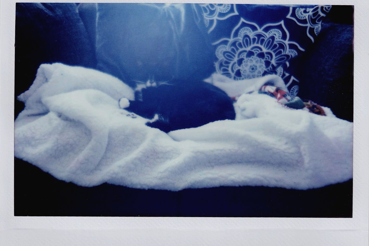 Cat resting on a washable blanket to control pet hair on furniture