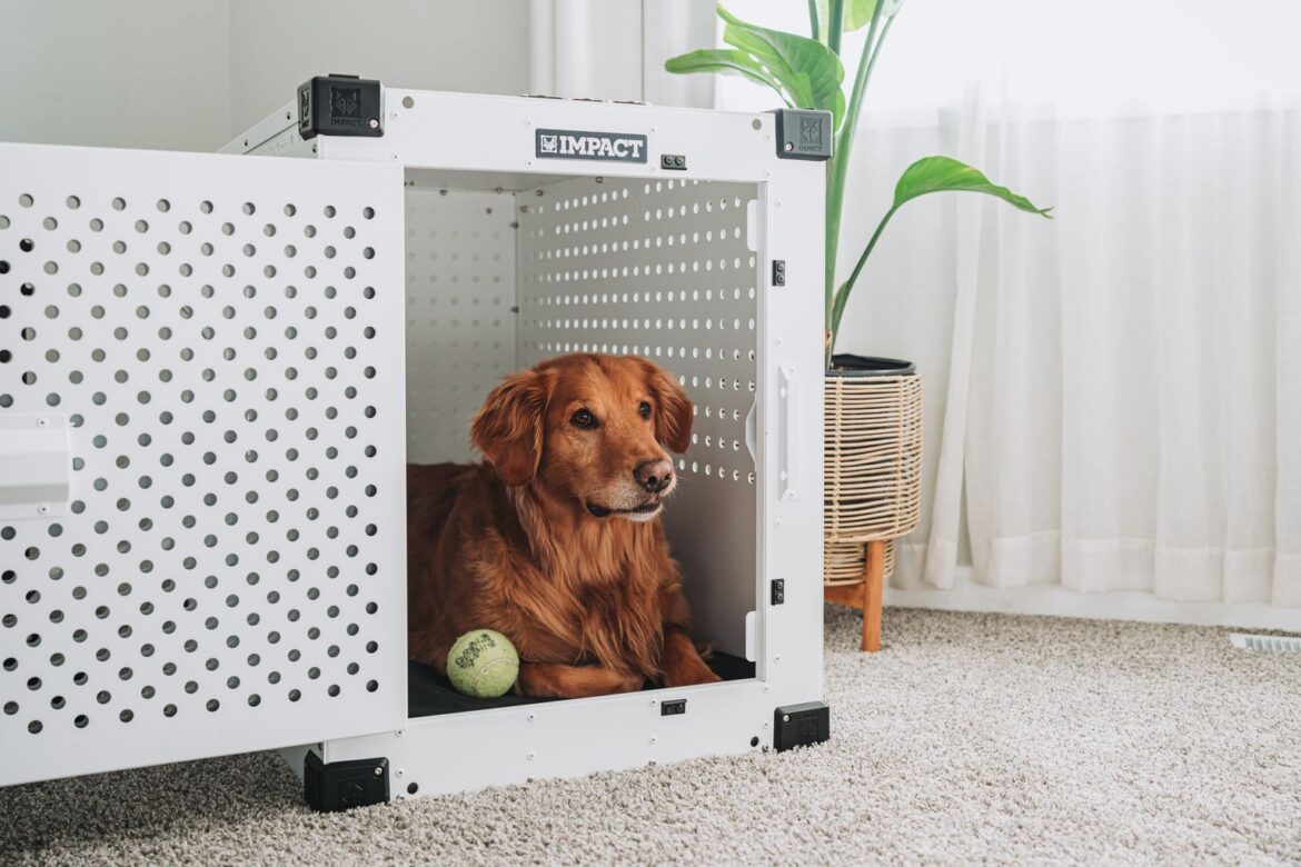 how to crate train a dog