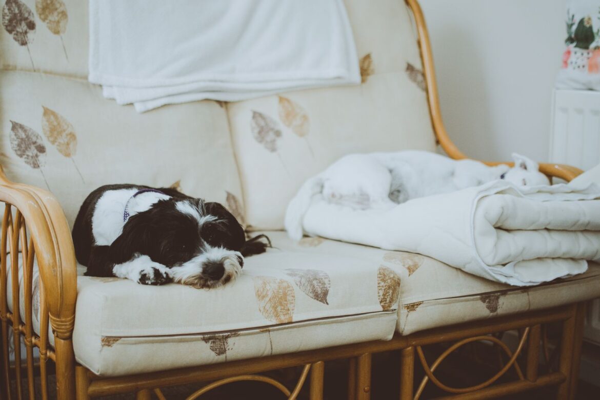 how to create a pet-friendly home
