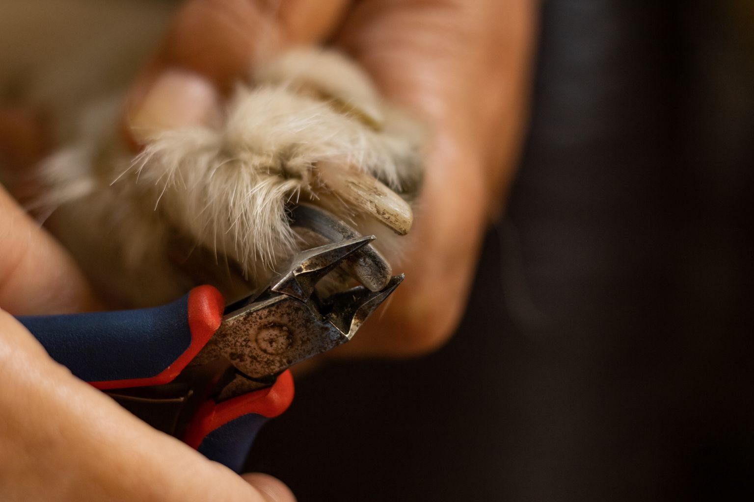 Close-up of clippers on a dog's nail, showing where to cut to avoid the quick