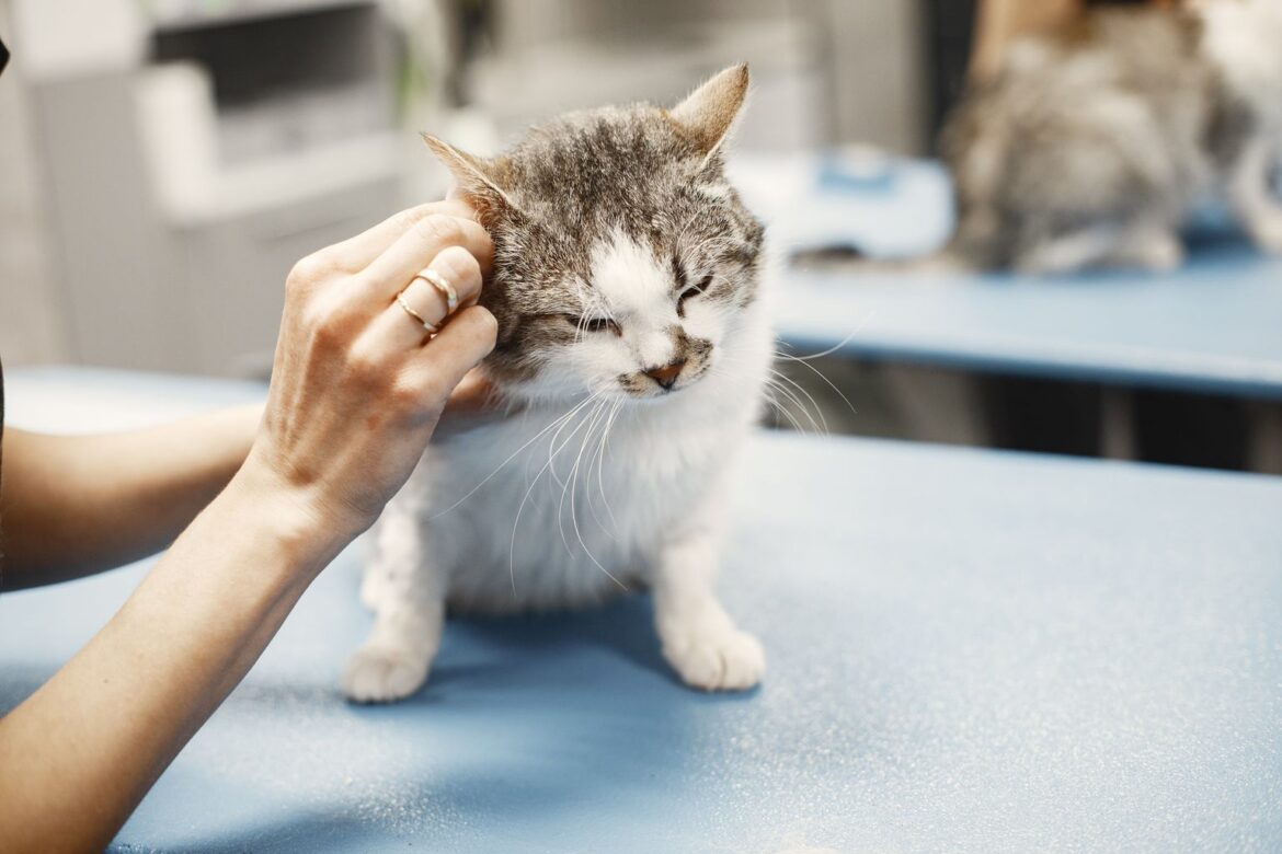 how to get rid of ear mites in cats