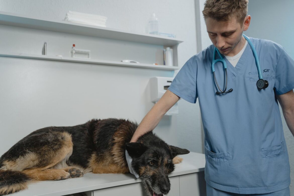 how to remove a tick from a dog