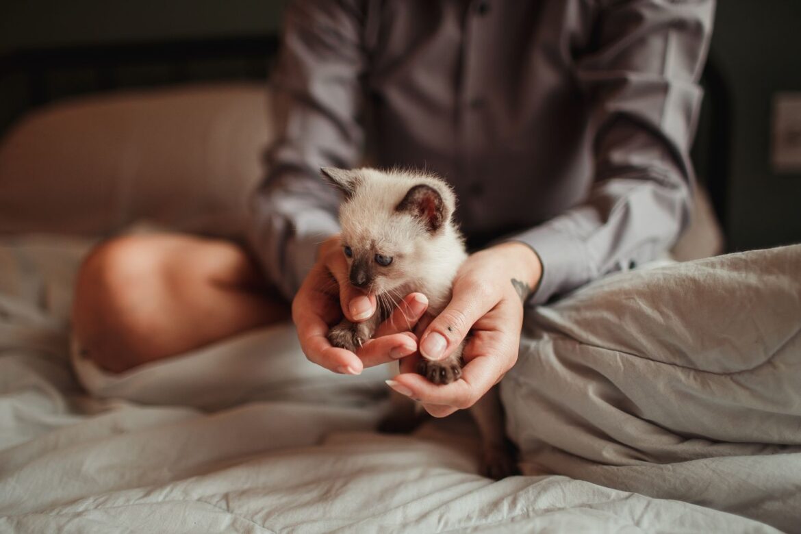 how to take care of a kitten