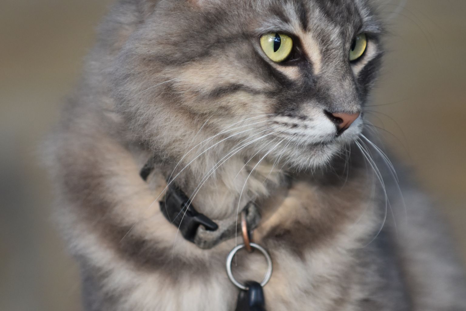 Indoor cat wearing a collar, with a microchip as backup ID