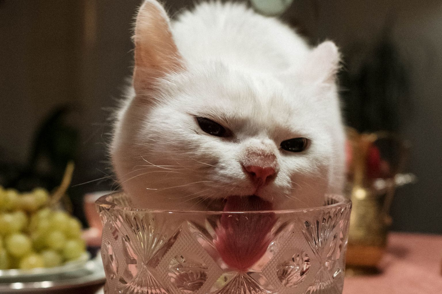 Indoor cat drinking water to stay hydrated