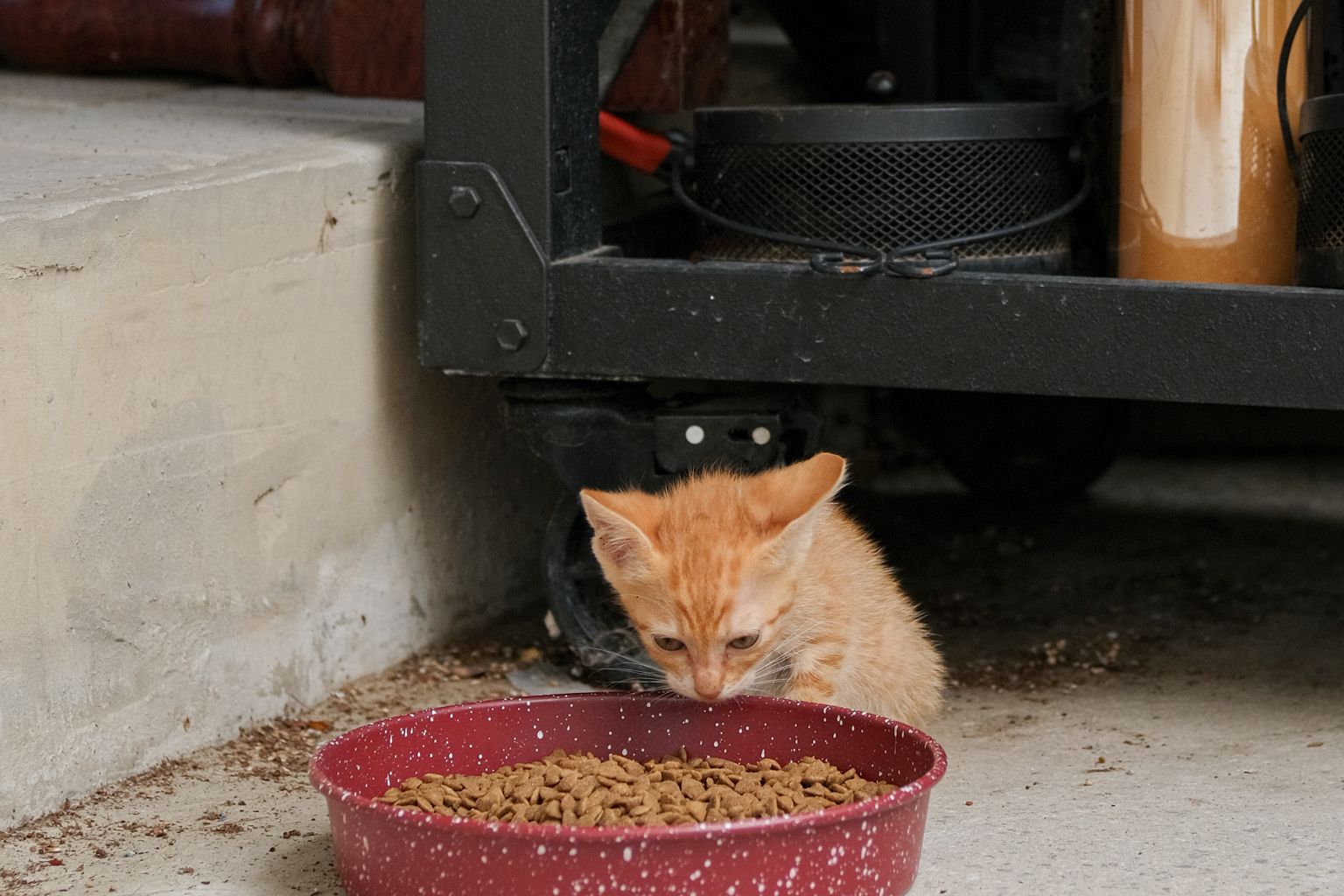 Kitten eating from a food bowl, part of daily kitten care