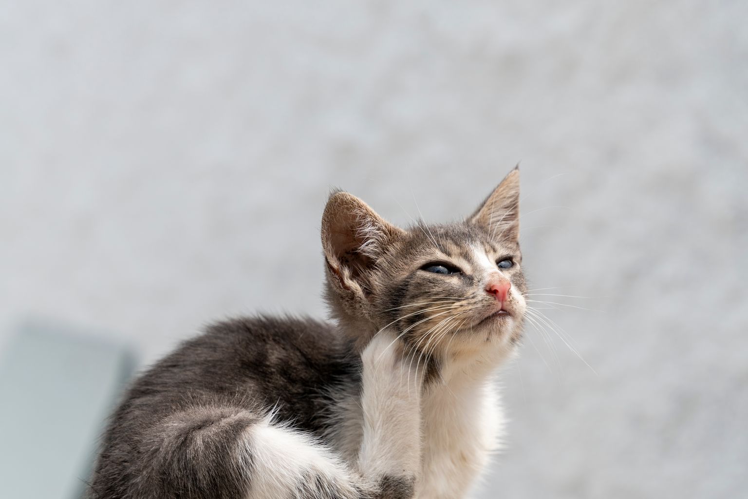 kitten scratching its ear from ear mites