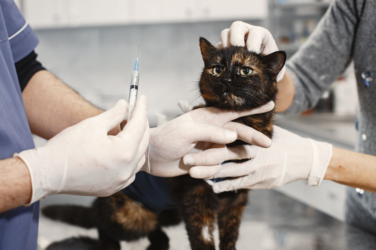 Veterinarian giving a cat its vaccine