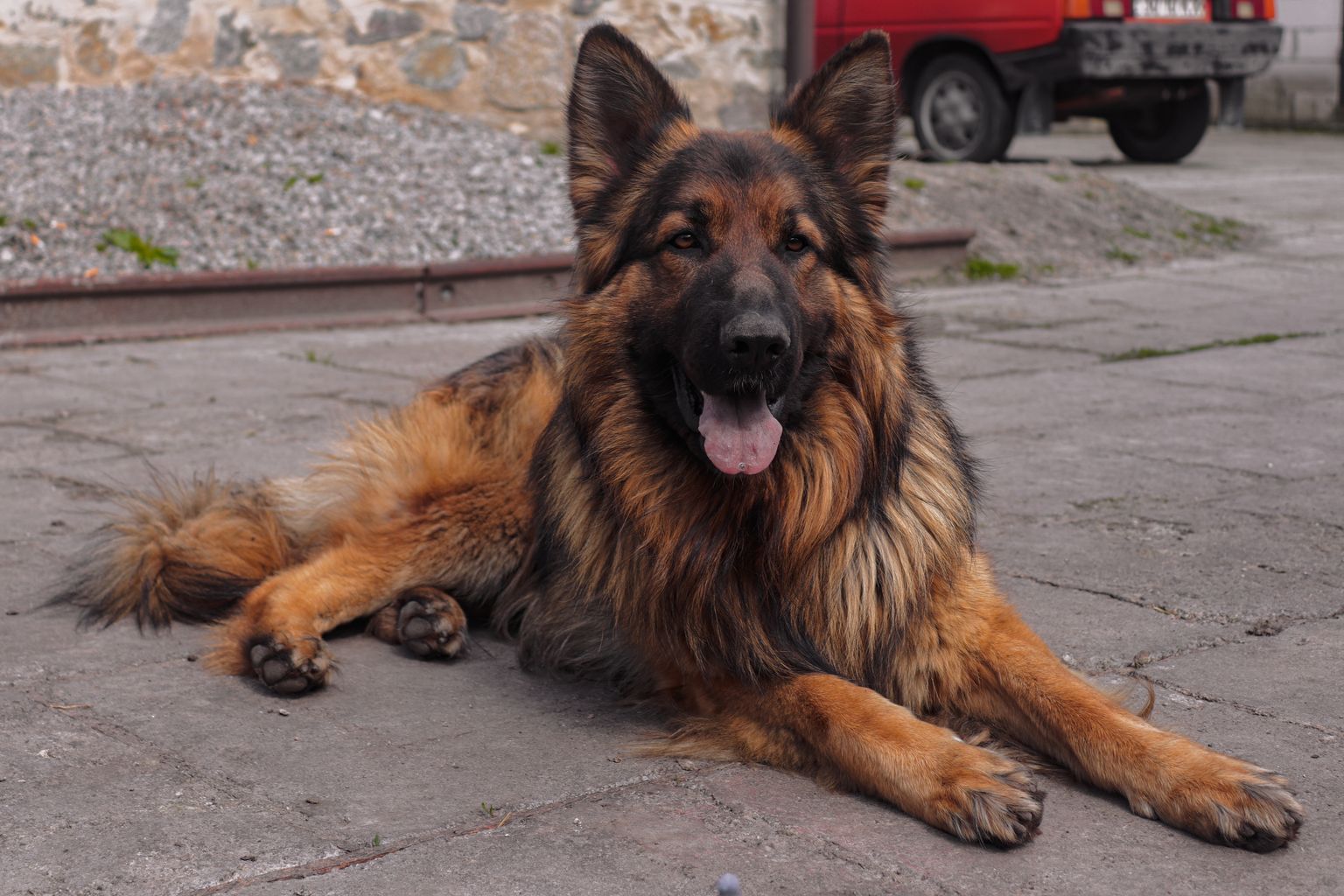 German Shepherd lying down, since large dog cremation cost is higher