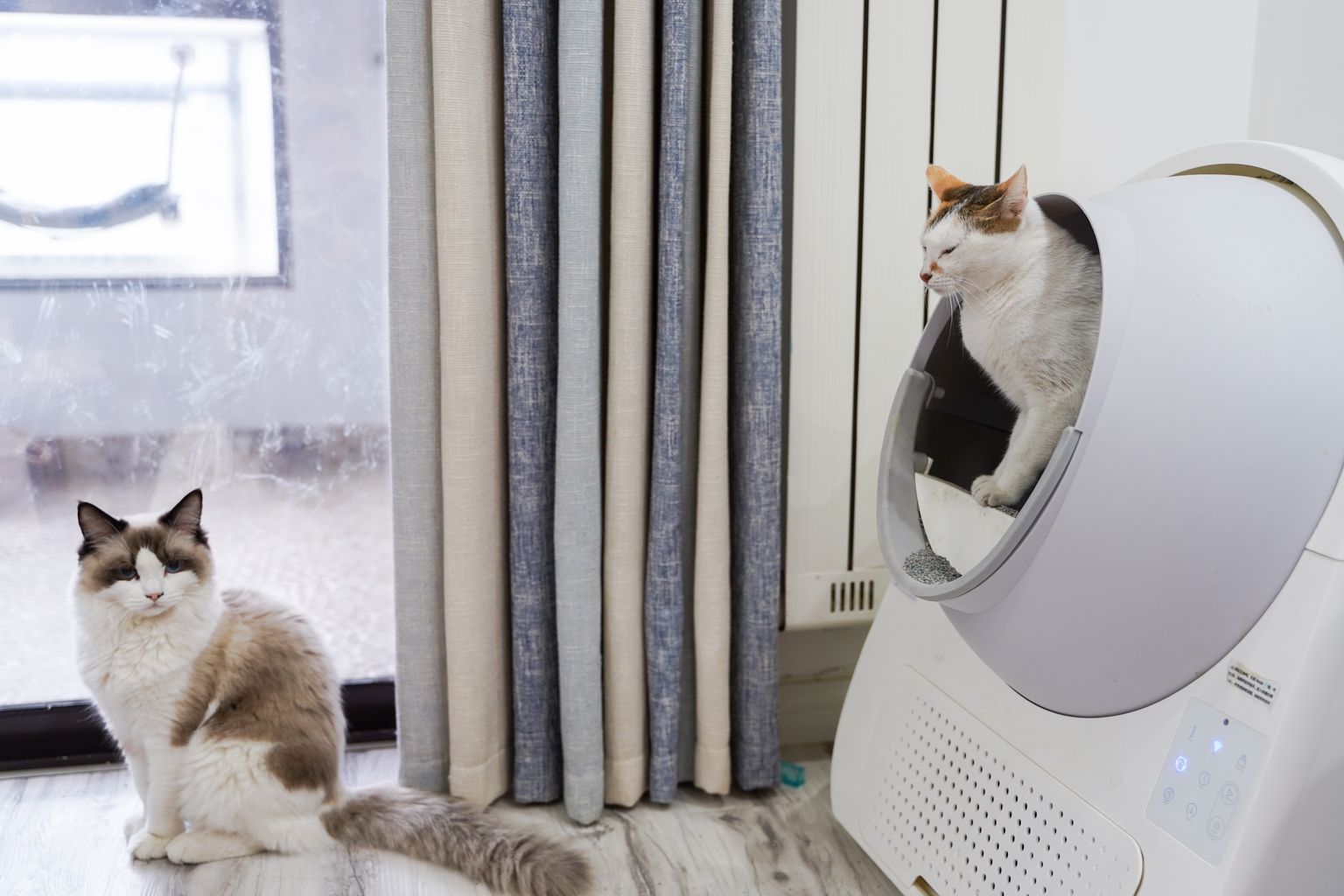 litter box in a ventilated living room for better cat litter odor control