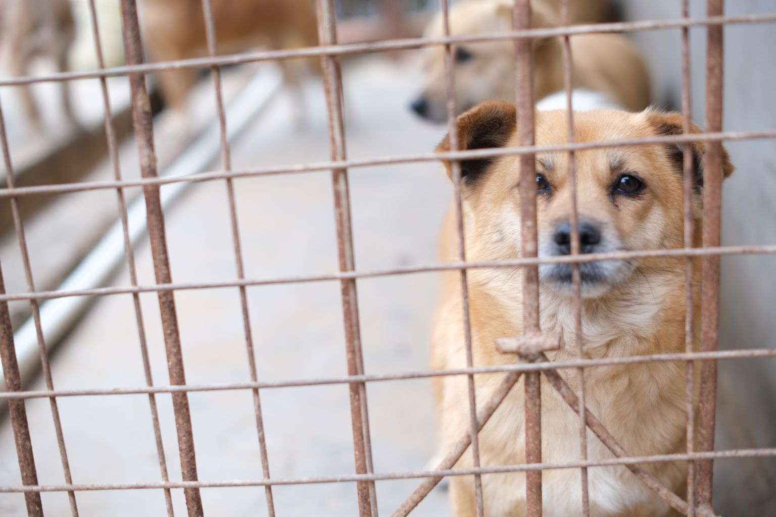 Lost dog waiting at a shelter, where a pet microchip scan can find its owner