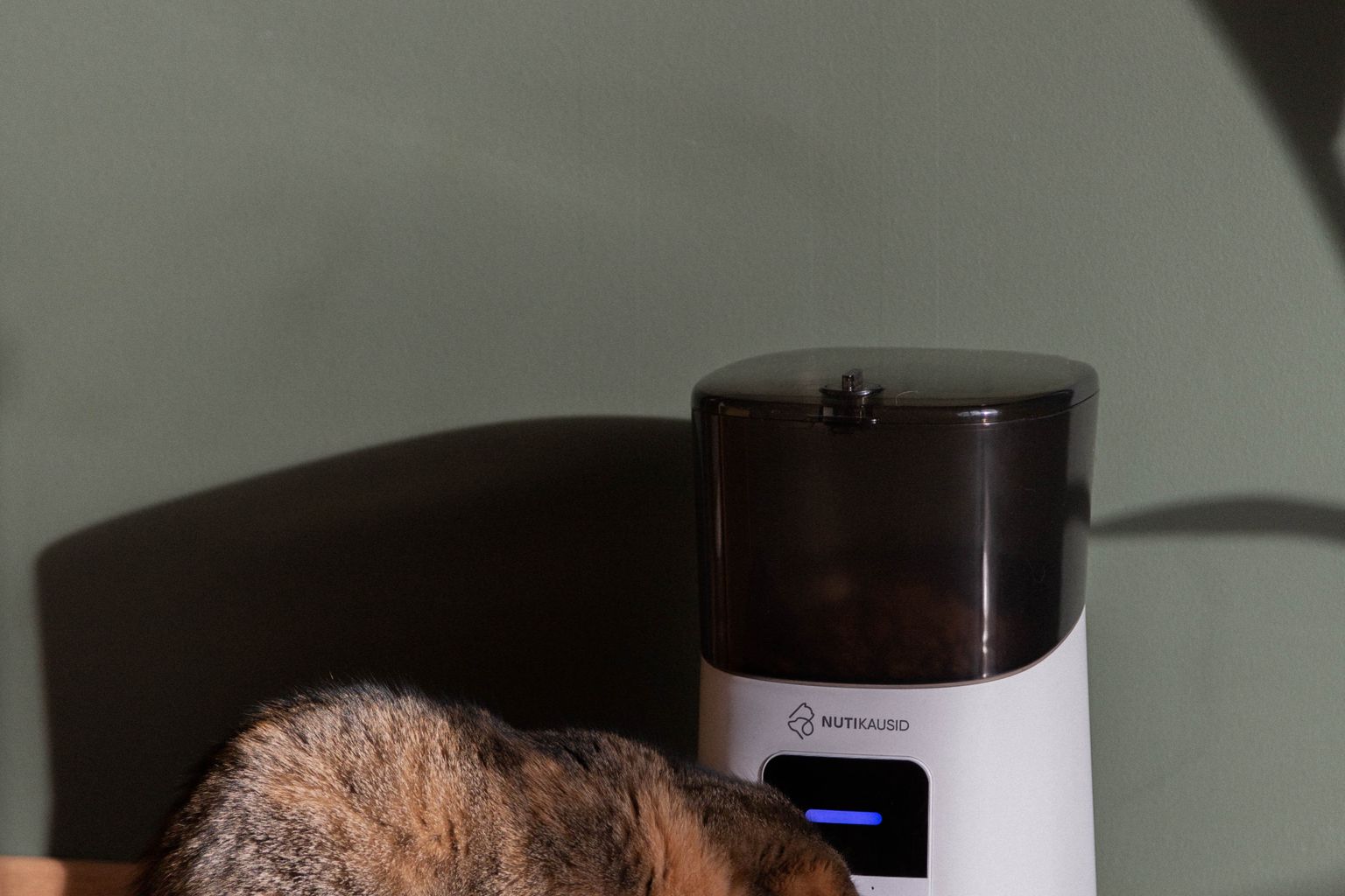 Cat eating from an automatic feeder, similar to a microchip pet feeder