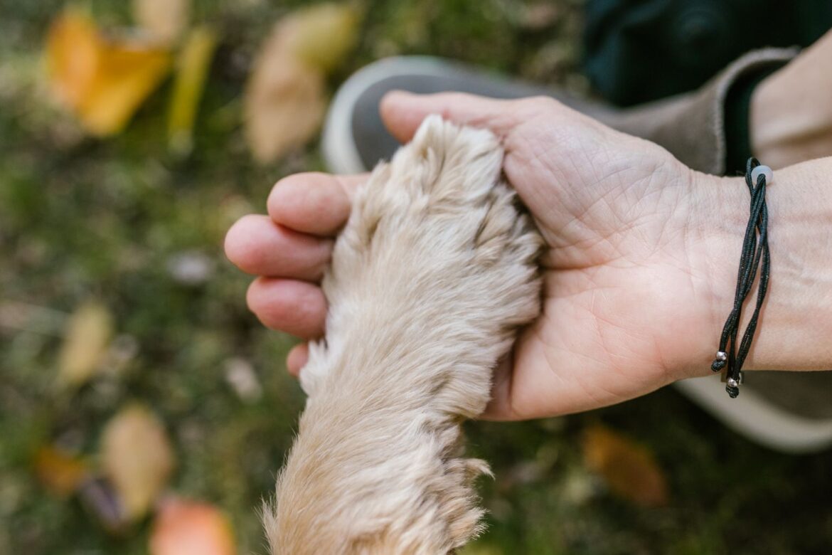 pet cremation cost