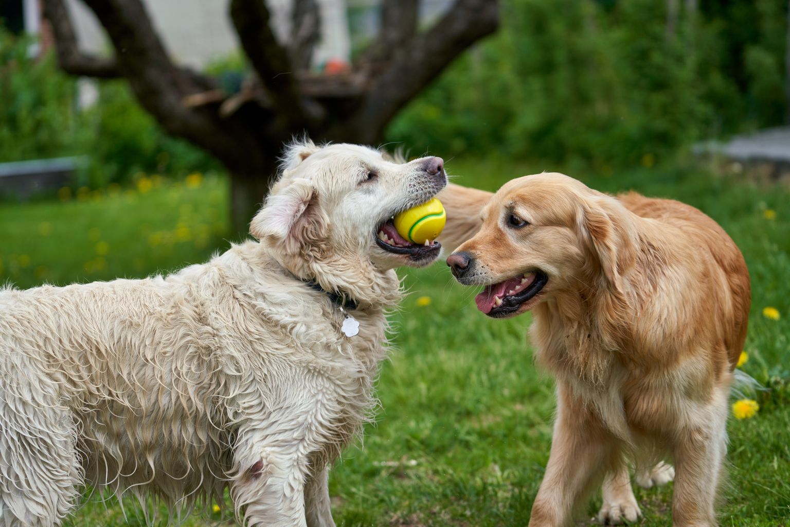 Two dogs playing with a ball in a pet-friendly backyard